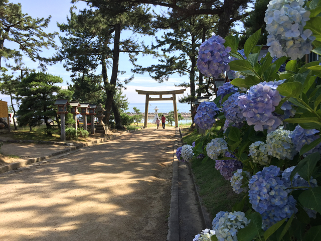 あじさい（住吉神社）