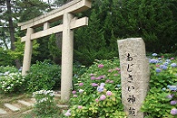 あじさい(住吉神社)