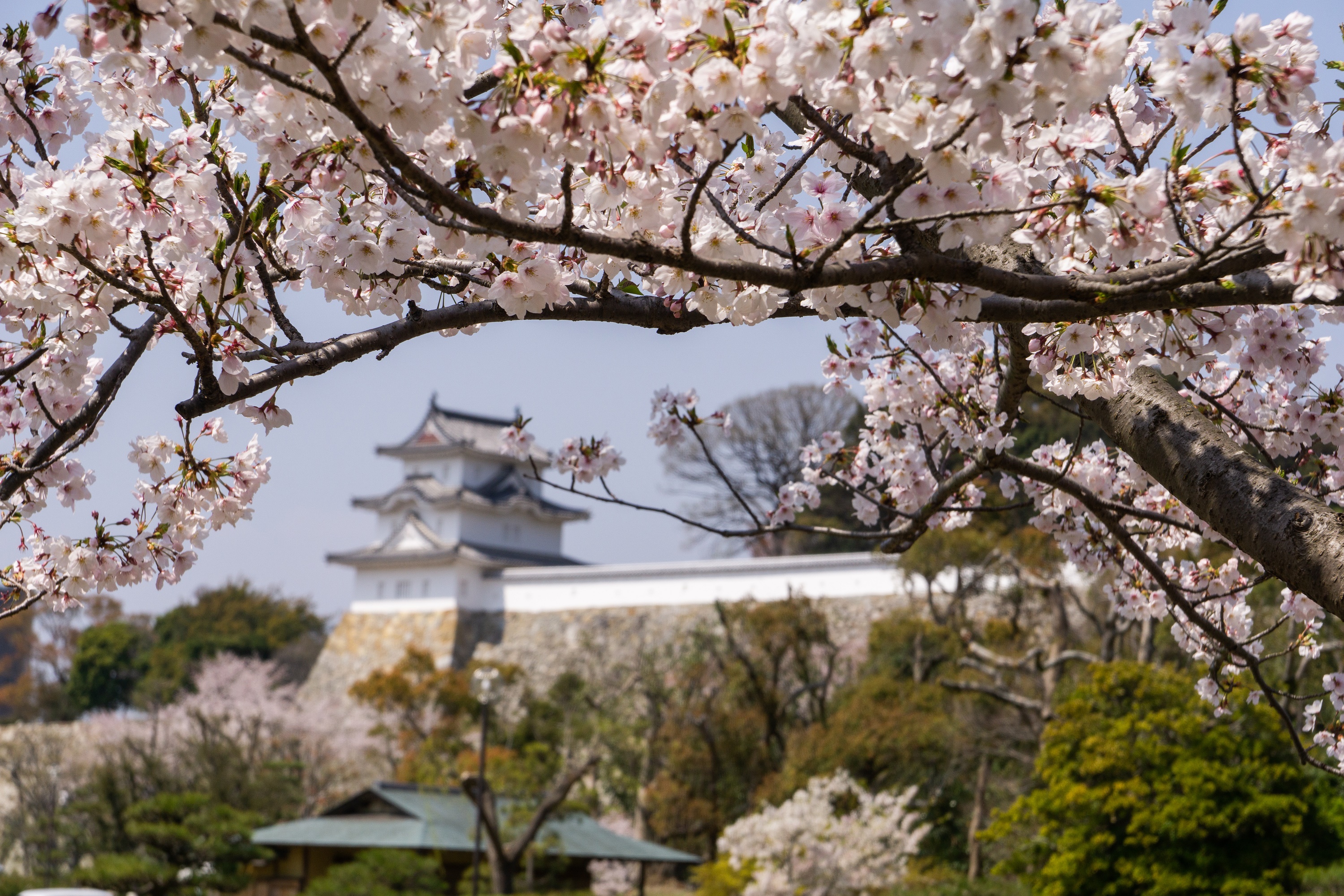 桜 （明石公園）2