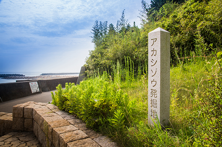 アカシゾウ化石発掘地