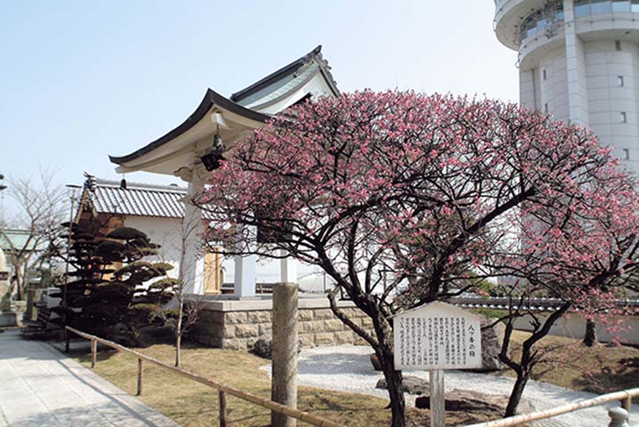 梅（月照寺）