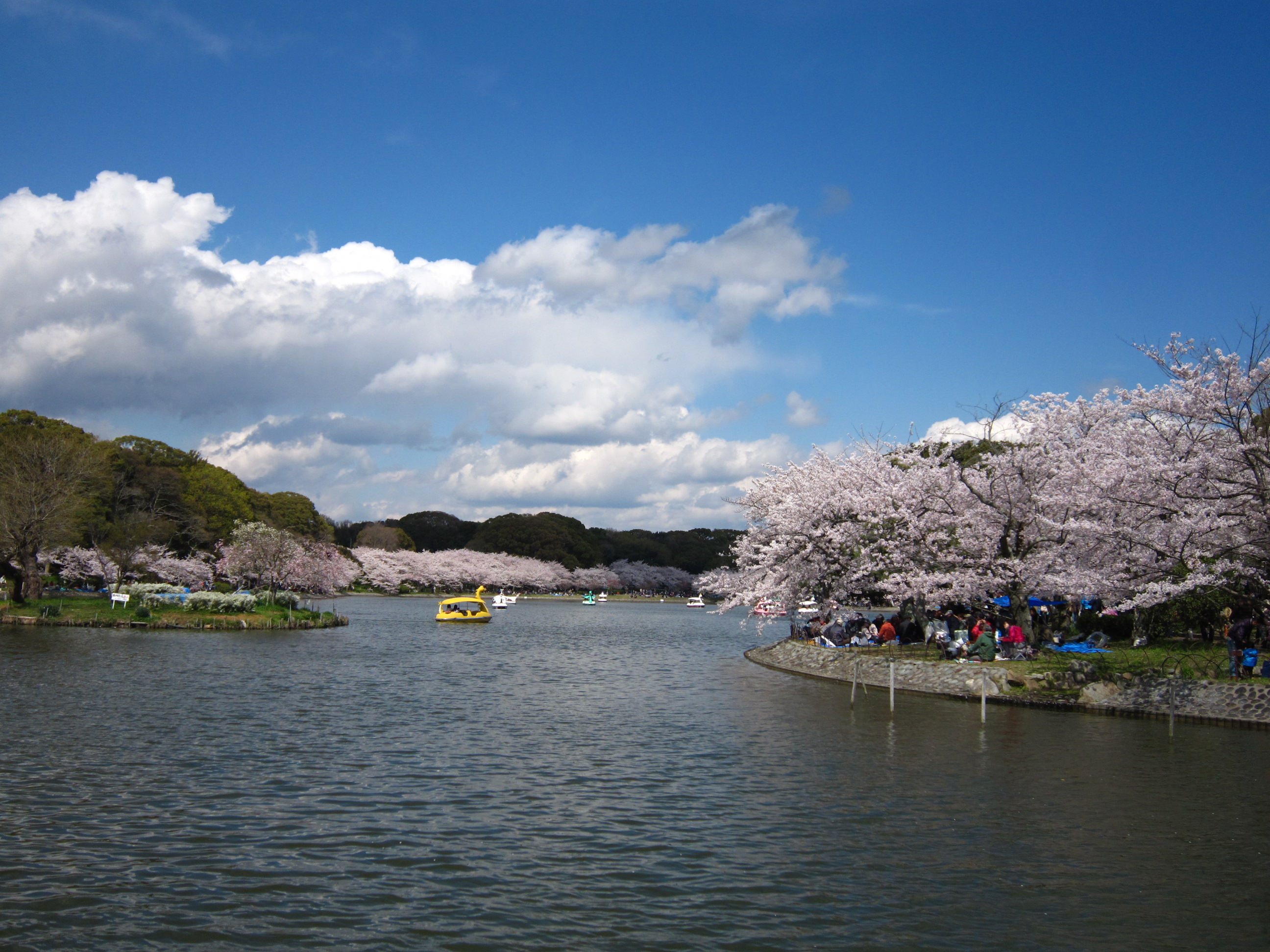 桜（明石公園）