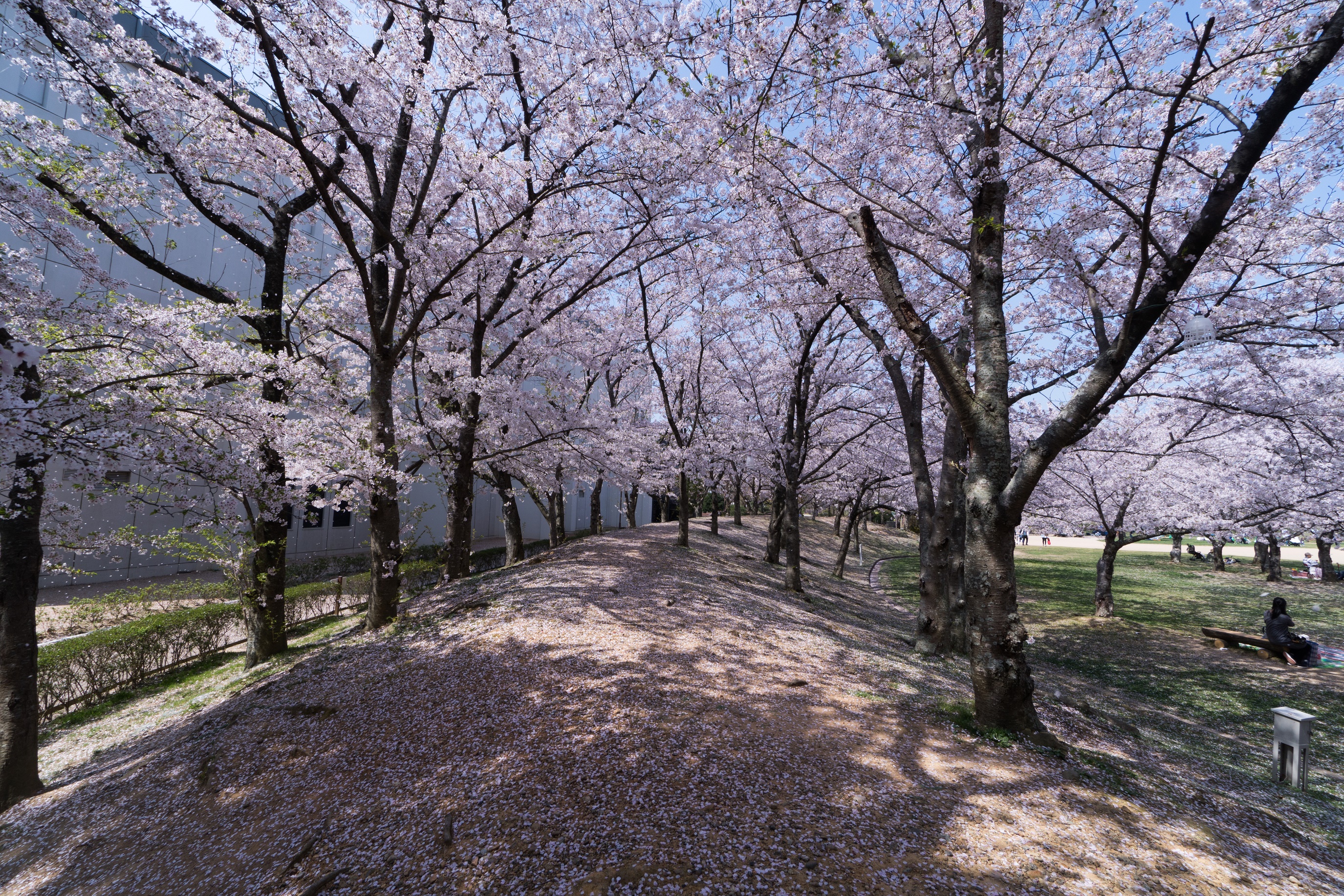 桜（石ケ谷公園）