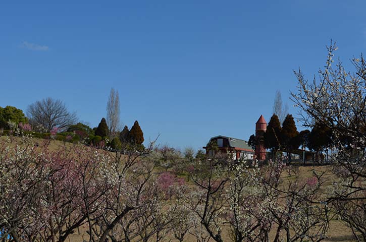 梅（石ケ谷公園）②