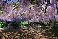 藤（住吉神社）